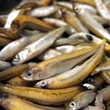 Nejlepší koření na ryby