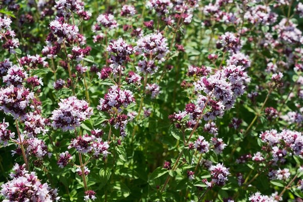 Oregáno nebo dobromysl?