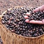 Cascara a její příprava