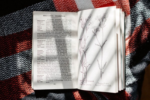 Jak se to koření řekne... ...latinsky