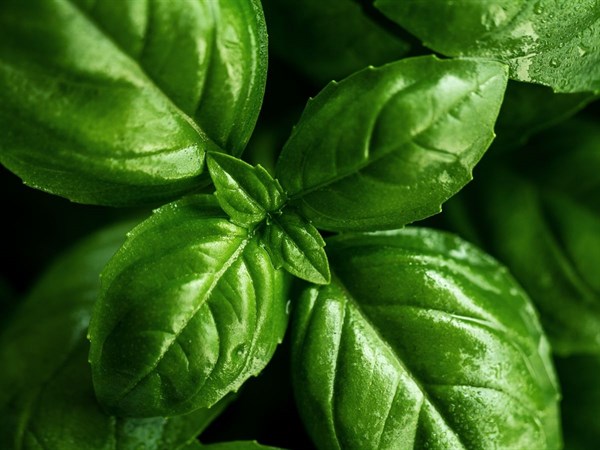 Sušená nebo čerstvá bazalka?