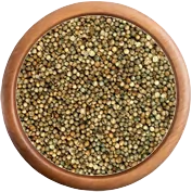 koření: Koriandr celý