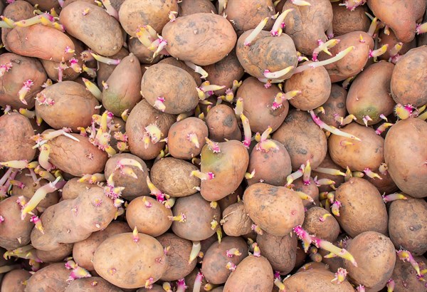 Jak zabránit klíčení brambor? Pomůže (ne)obyčejný kmín